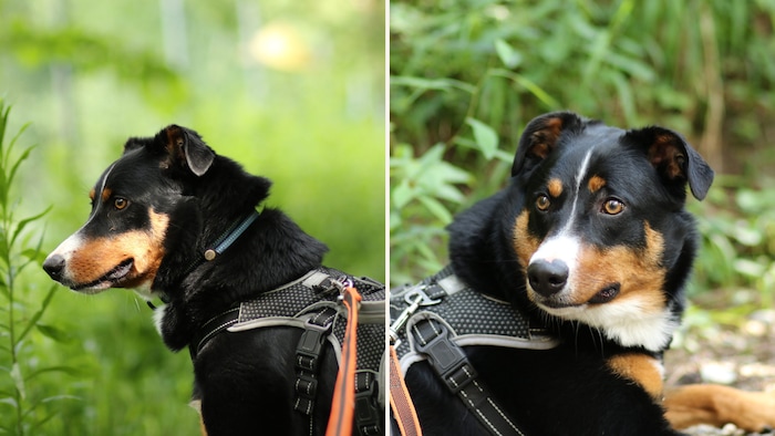 Ein neues Leben für „Puki“!