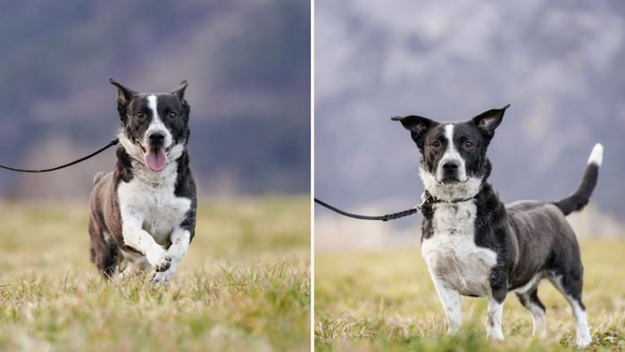 Ein Freund fürs Leben!