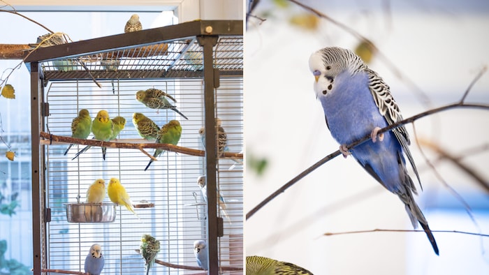 Artgerechtes Heim gesucht!