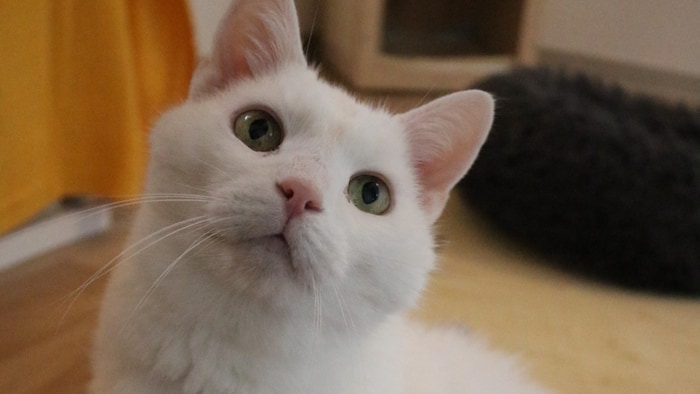 Alter Kater wünscht sich Neuanfang!