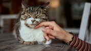 Viele Besitzer wissen nicht: Auch Katzen können dement werden.
