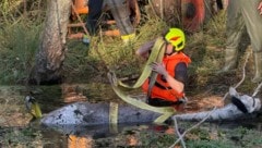 Mit Bandschlingen wurde das Tier aus dem Sumpf gehoben.