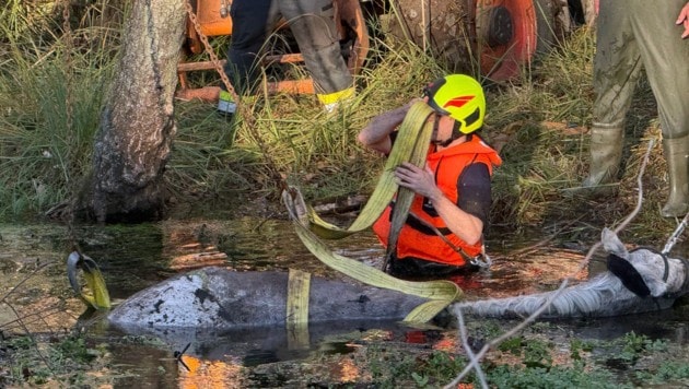 Mit Bandschlingen wurde das Tier aus dem Sumpf gehoben.
