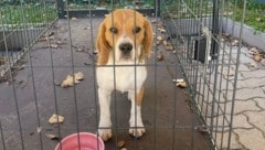 Manni riss sich aus seinem Halsband los und türmte