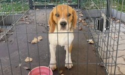 Manni riss sich aus seinem Halsband los und türmte