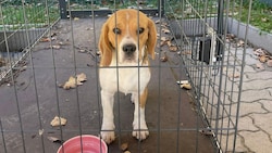 Manni riss sich aus seinem Halsband los und türmte