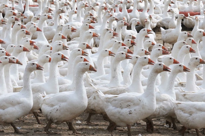 Weidegänse aus der Region können sich frei bewegen und haben ein artgerechtes Leben.