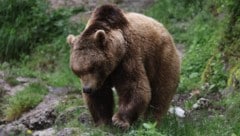 Zu Lebzeiten war Aragon ein Publikumsmagnet. Er kam in Salzburg auf die Welt und war beliebt bei ...