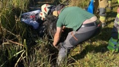 Die Feuerwehr musste das Tier aus dem Schlamm befreien...