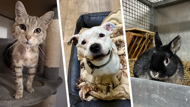 Brigitte, Chicco und Black warten noch auf Lebensplätze bei Tierfreunden.
