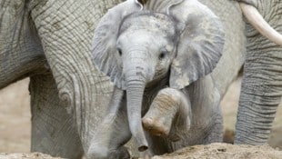 Der kleine Bulle erobert das Gehege – und die Herzen.