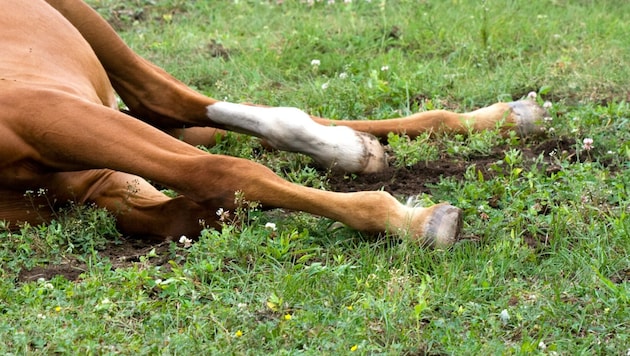 Das Tier wurde von seiner Besitzerin reglos in der Wiese entdeckt (Symbolbild).