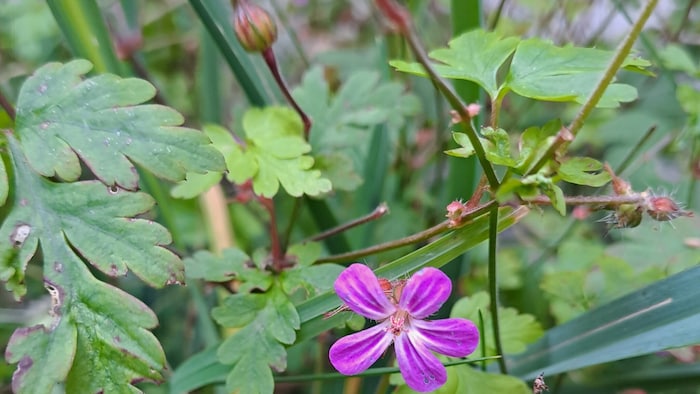 „Stinkender Storchenschnabel“ oder Ruprechtskraut.
