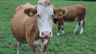 Die Rinder stecken sich im Sommer auf der Alpe beim Rotwild an. 