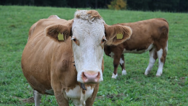 Die Rinder stecken sich im Sommer auf der Alpe beim Rotwild an.