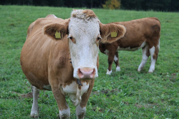 Kühe werden schrittweise angepasst.