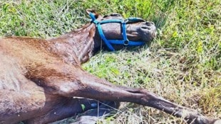 Das Pferd wies deutliche Anzeichen eines Erstickungstodes auf.