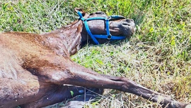 Das Pferd wies deutliche Anzeichen eines Erstickungstodes auf.