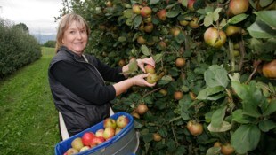 Die Apfelernte in Vorarlberg war heuer recht üppig.