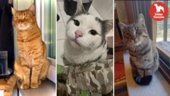 Viele vermisste und erspähte Fellnasen!