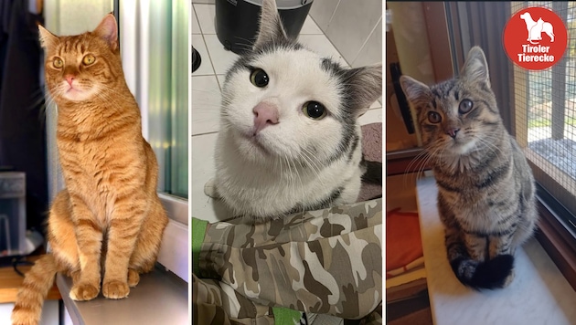 Many missing and spotted fur noses!