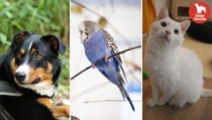 Wer schenkt ihnen das große Glück?