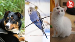 Wer schenkt ihnen das große Glück?