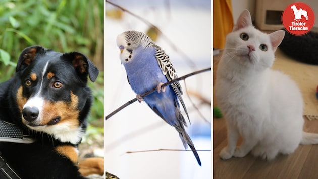 Wer schenkt ihnen das große Glück?