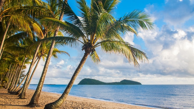 Die nackte Leiche wurde unter Palmwedeln entdeckt.