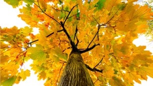 Auch die Natur kann eine Quelle des Sinns sein.