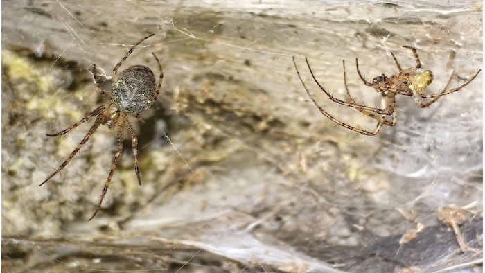 Metellina merianae. Weibchen (links) und Männchen (rechts) in einzelnen Netzen an der ...