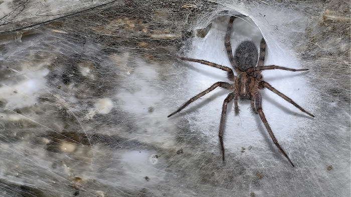 Eine weibliche Tegenaria domestica neben einem trichterförmigen Loch im kolonialen Spinnennetz.