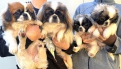 19 Tiere im Alter von acht Monaten bis drei Jahren warten auf neue Frauchen und Herrchen. ...