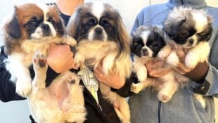 19 Tiere im Alter von acht Monaten bis drei Jahren warten auf neue Frauchen und Herrchen. ...