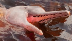 Mehr als 330 Delfine verendeten. (Symbolbild)