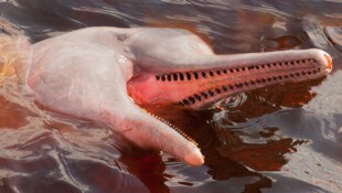 Mehr als 330 Delfine verendeten. (Symbolbild)