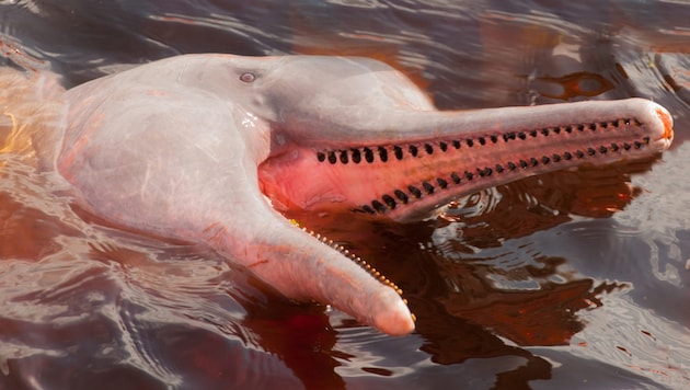 Mehr als 330 Delfine verendeten. (Symbolbild)