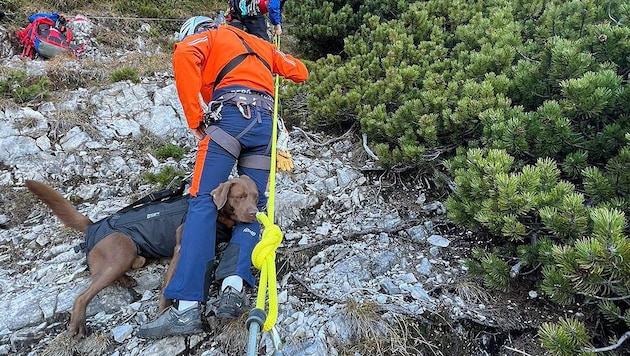 Das Tier stürzte durch eine steile Rinne und traute sich nicht mehr weiter.