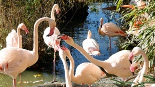 Die Flamingos müssen ohnehin nachts rein.