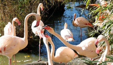 Die Flamingos müssen ohnehin nachts rein.