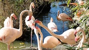Die Flamingos müssen ohnehin nachts rein.