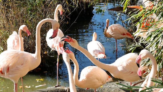 Die Flamingos müssen ohnehin nachts rein.