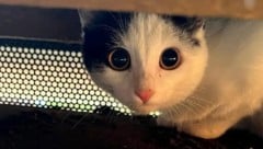 Angstgeweitete Augen: Die Katze konnte nicht befreit werden.