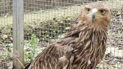 Ein Teil seines Flügels fehlte, deshalb war an ein Leben in freier Wildbahn nicht mehr zu ...