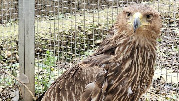Ein Teil seines Flügels fehlte, deshalb war an ein Leben in freier Wildbahn nicht mehr zu ...