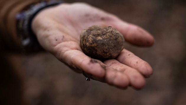 Ein begehrter weißer Trüffel, der nahe Alba entdeckt wurde (Symbolbild).