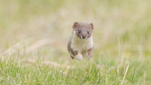 Das Mauswiesel zeigt, was in seinen rund zwölf Zentimetern steckt.