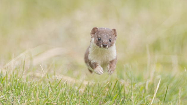 Das Mauswiesel zeigt, was in seinen rund zwölf Zentimetern steckt.
