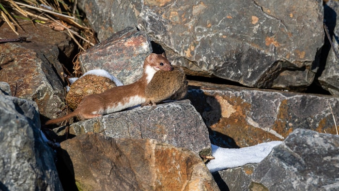 Mauswiesel auf Beutezug.