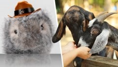 Streicheln unsere Kinder bald nur noch flauschige Roboter statt lebendige Ziegen?